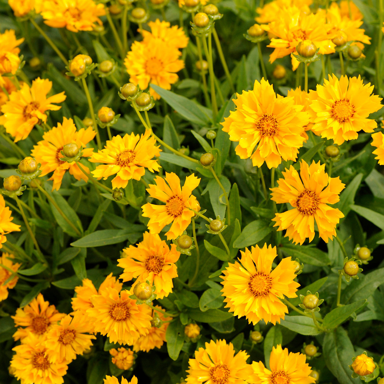 Coreopsis grandiflora 'Jethro Tull'