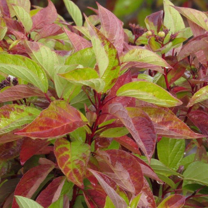 Cornus stolonifera (C. sericea)