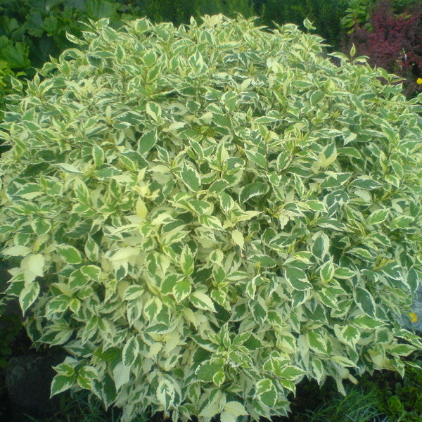 Cornus alba 'Kesselringii'