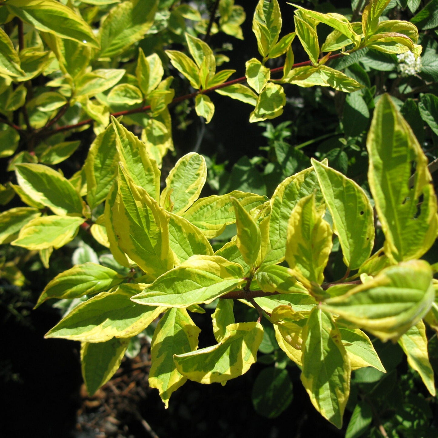 Cornus alba 'Gouchaultii'