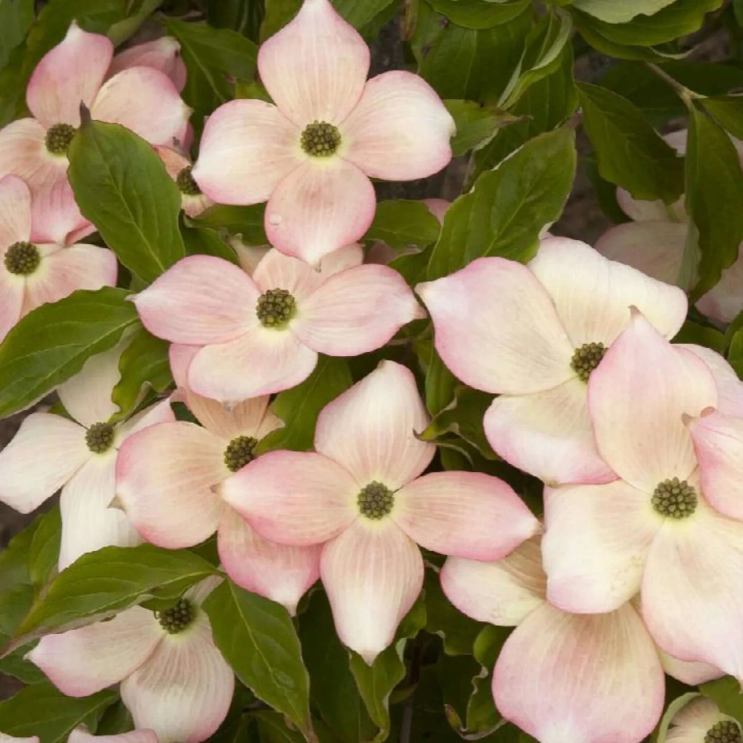 Cornus x Rutgan Stellar Pink Dogwood