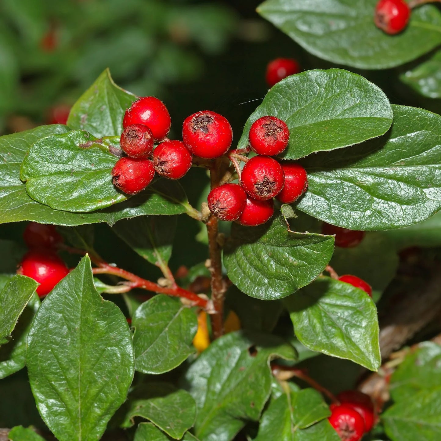 Cotoneaster acutifolius (C.lucidus)