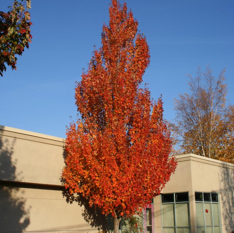 Acer rubrum 'Armstrong'