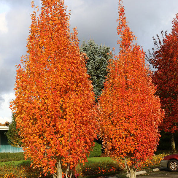Acer rubrum 'Armstrong'