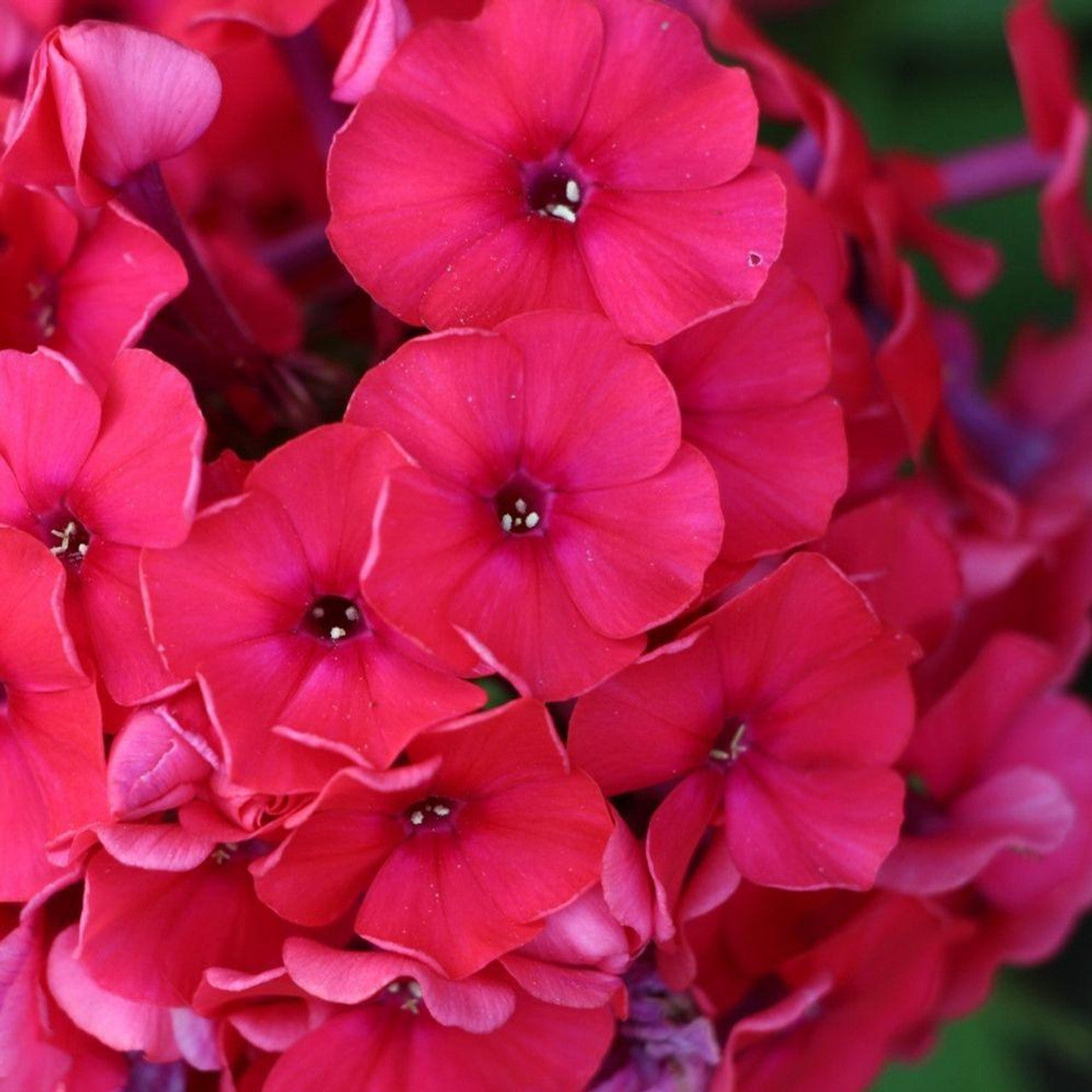 Phlox paniculata 'Red Riding Hood'