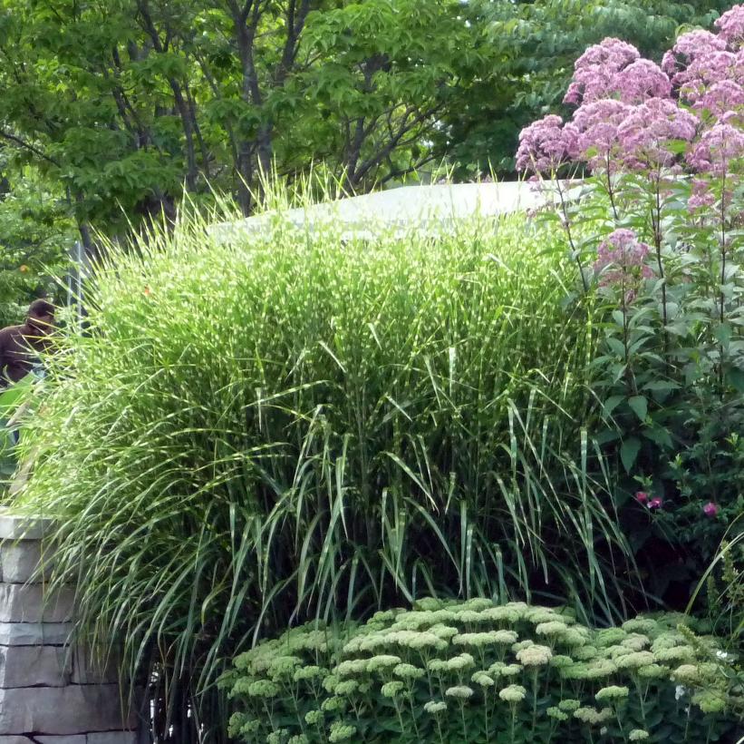 Miscanthus sinensis 'Zebrinus'