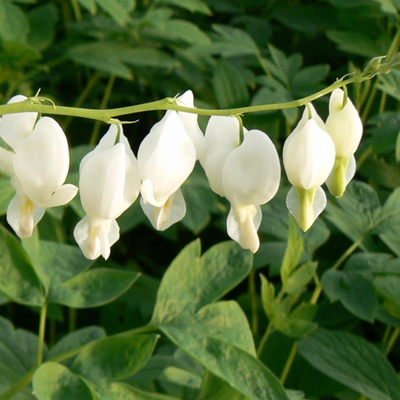 Dicentra spectabilis 'Alba'