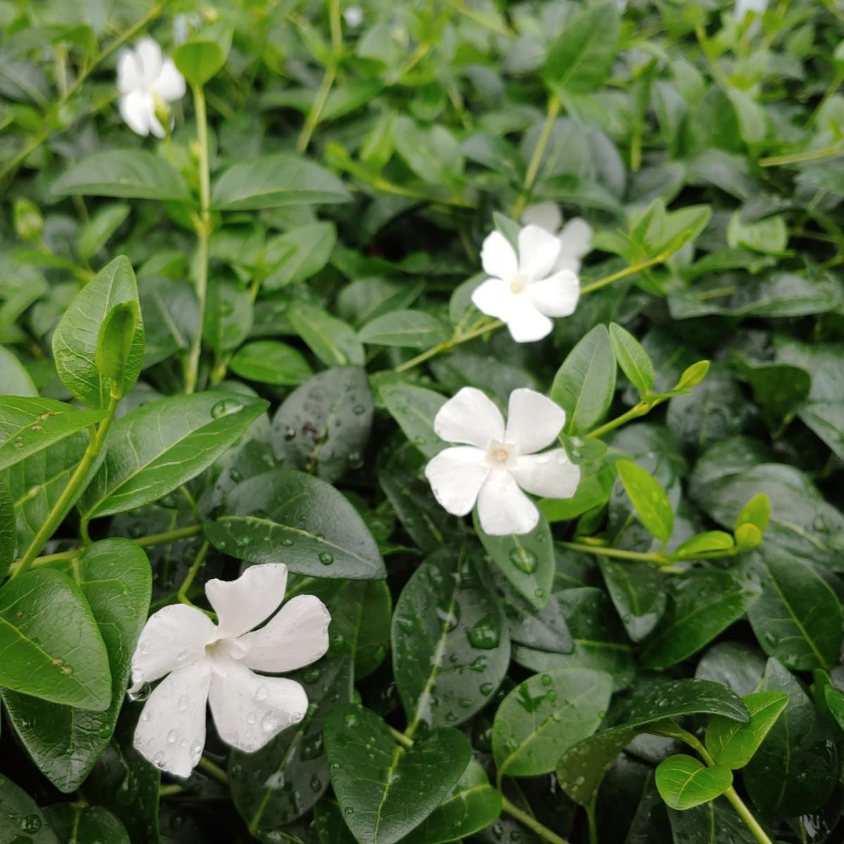 Vinca minor 'Alba'