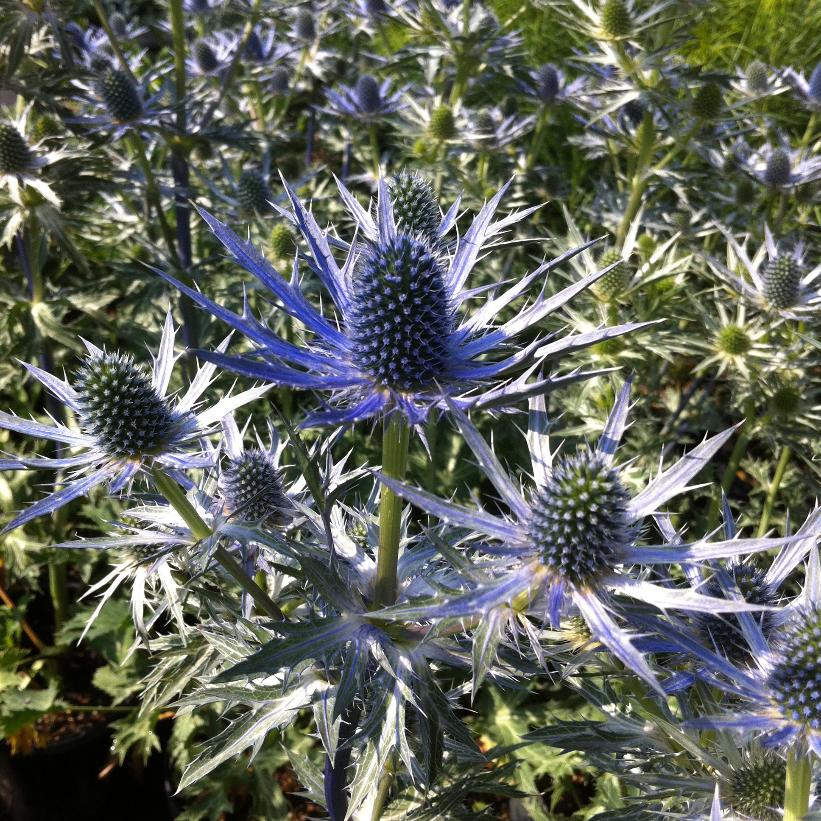 Eryngium zabelii 'Big Blue'