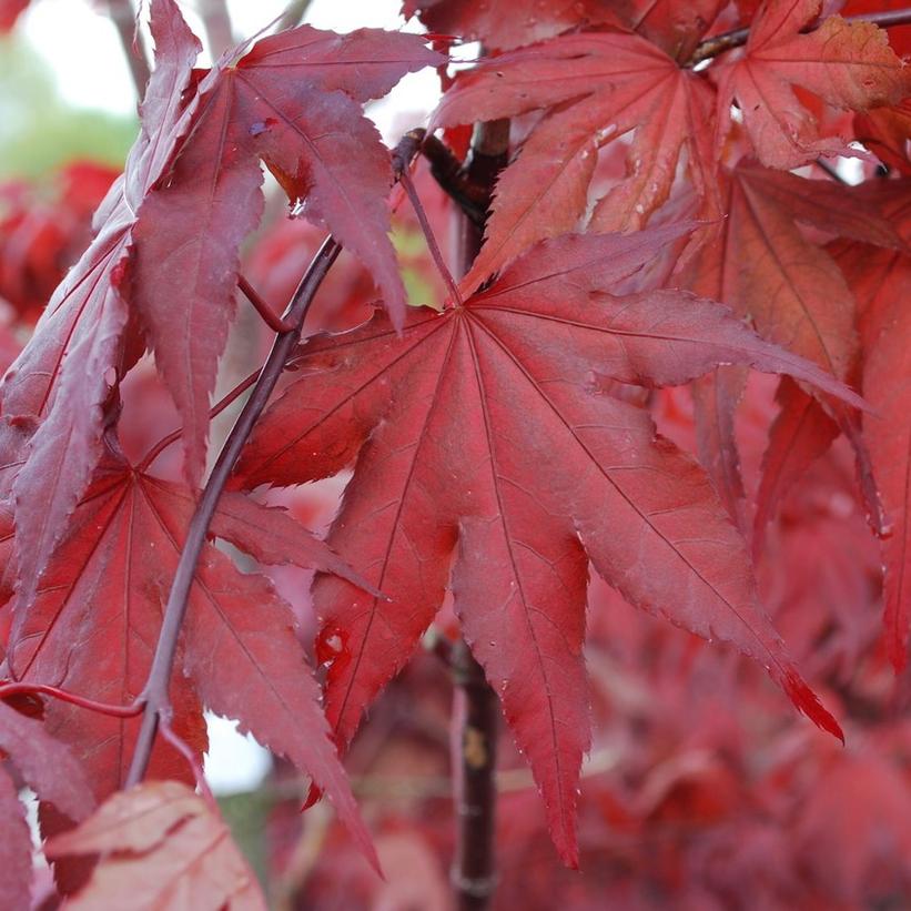 Acer palmatum 'Purple Ghost'