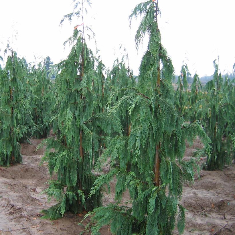 Chamaecyparis nootkatensis 'Pendula'