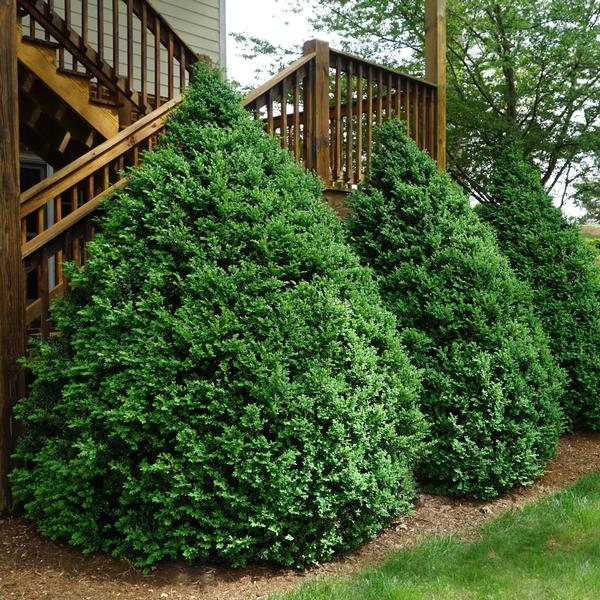 Buxus 'Green Moutain'