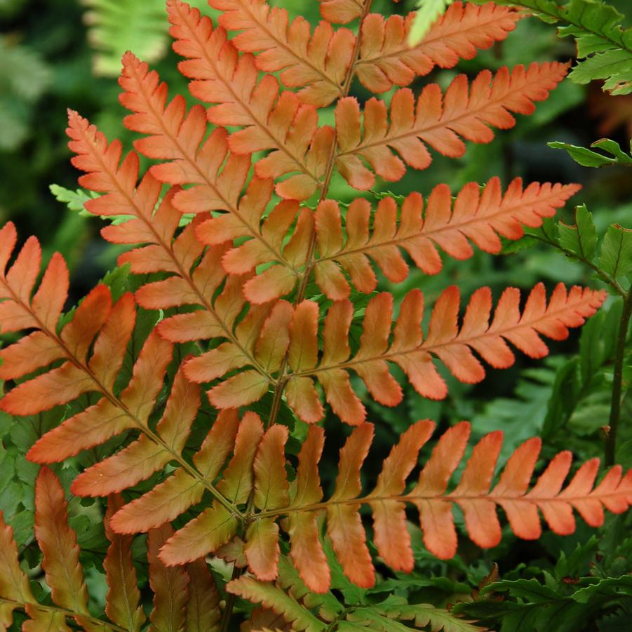 Dryopteris 'Brilliance'