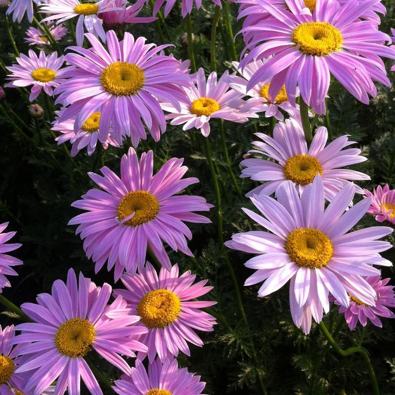 Tanacetum 'Robinson's Pink Painted'