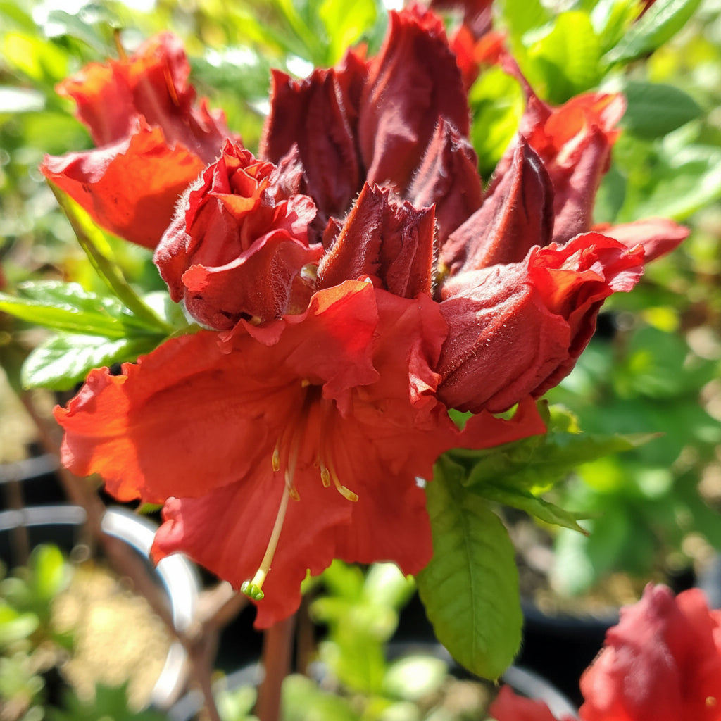 Azalea 'Red Demon'