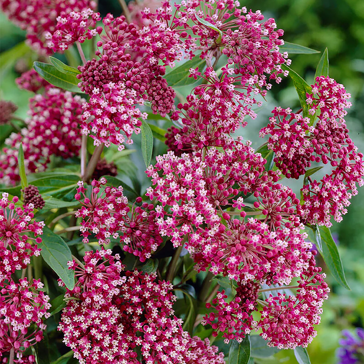 Asclepias incarnata
