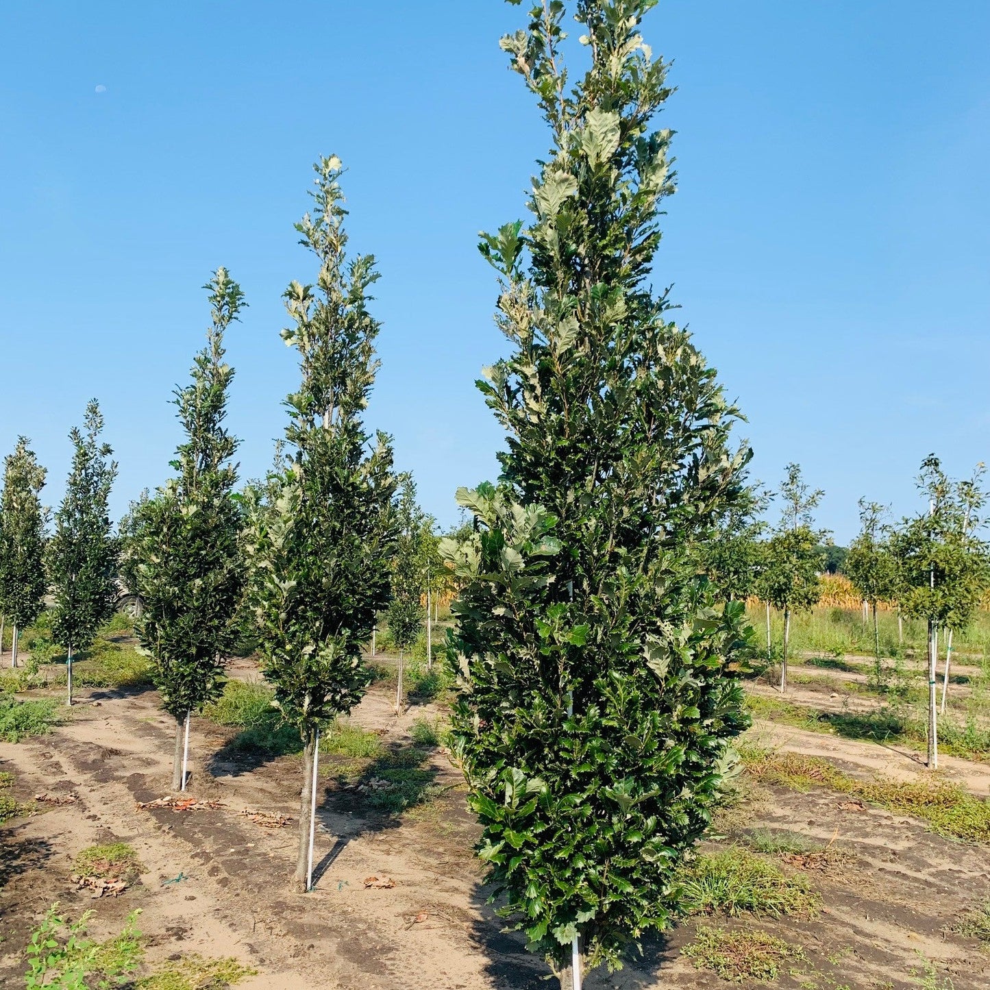 Quercus robur bicolor 'Kindred Spirit' (nadler)