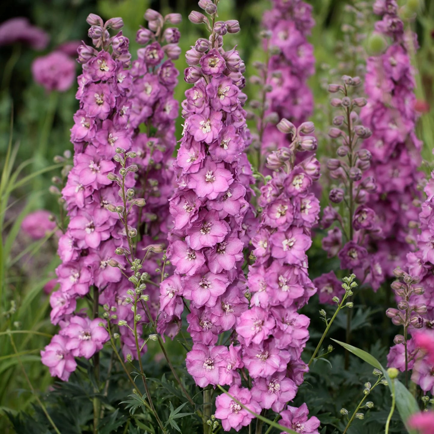 Delphinium Delgenius™ 'Chantay'