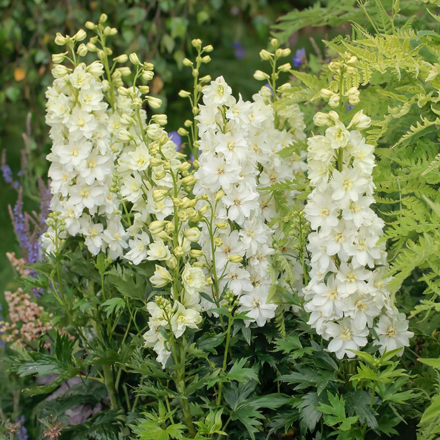 Delphinium Delgenius™ 'Neva'