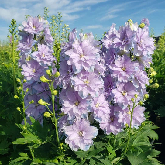 Delphinium Delgenius™ 'Shelby'