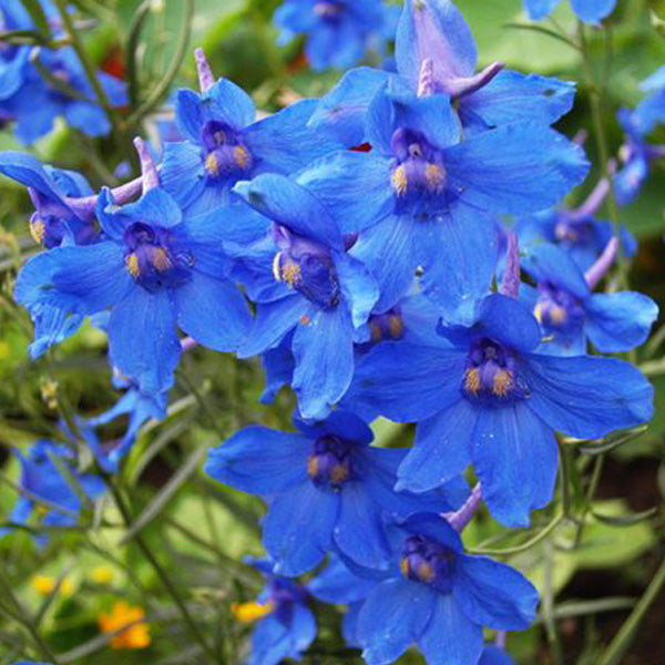 Delphinium grandiflorum 'Blue Butterfly'