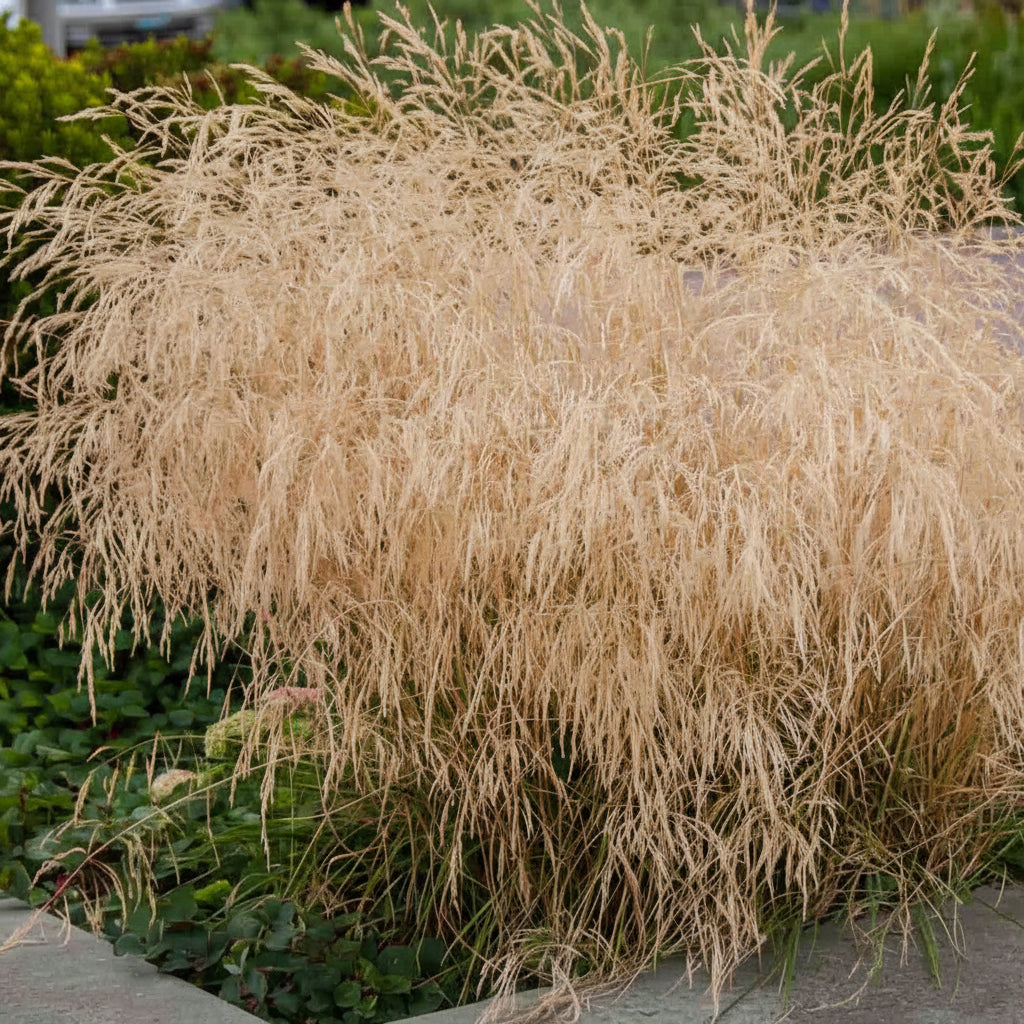 Deschampsia 'Goldtau'