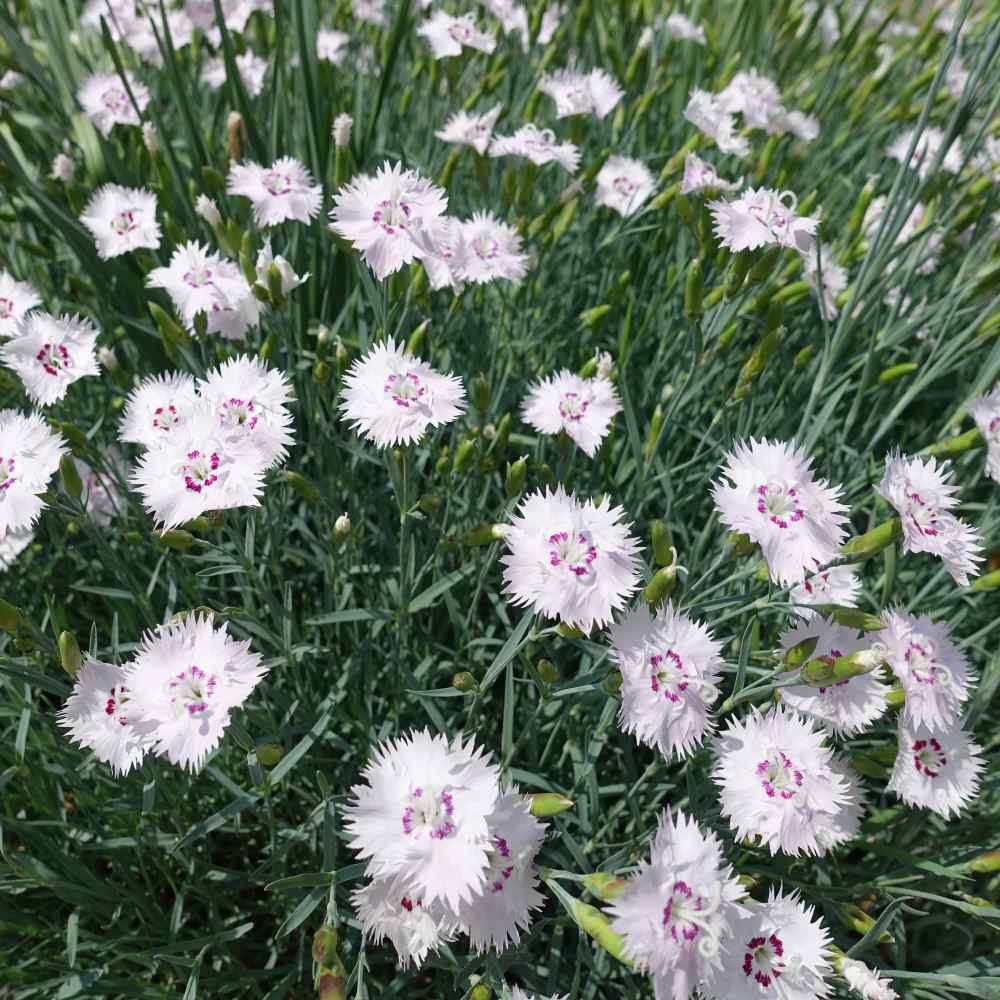 Dianthus EverLast™ 'White'