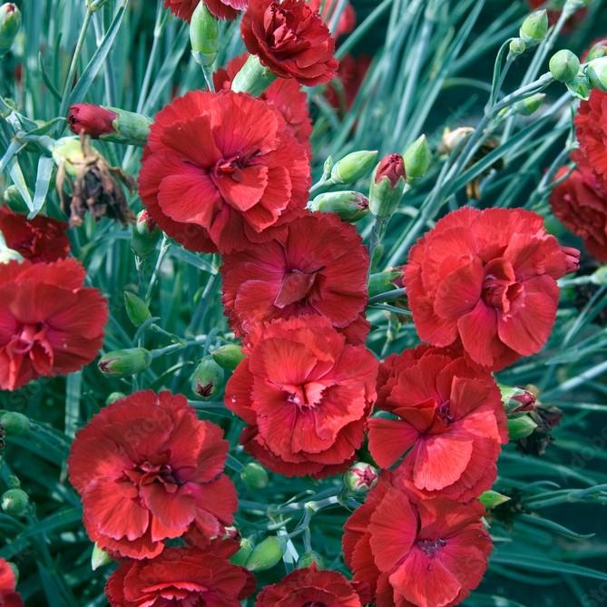 Dianthus 'American Pie Cherry Pie'