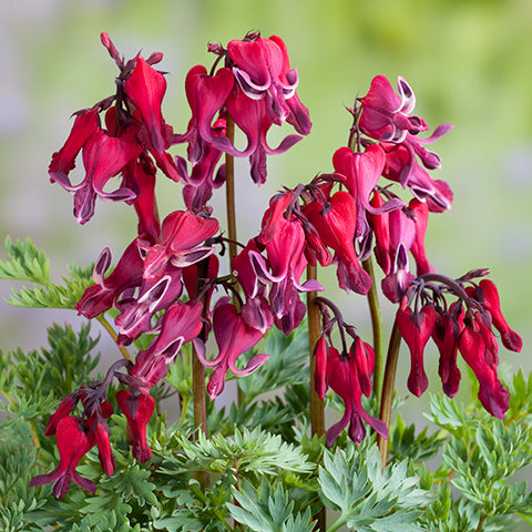 Dicentra 'Red Fountain'