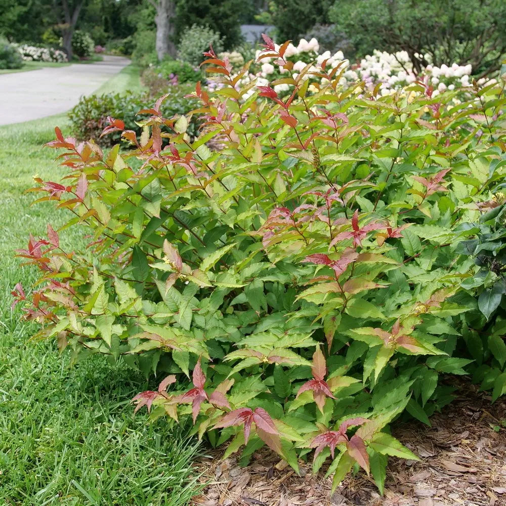 Diervilla 'Kodiak Red 2.0'