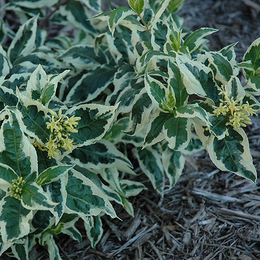 Diervilla sessilifolia 'Cool Splash'