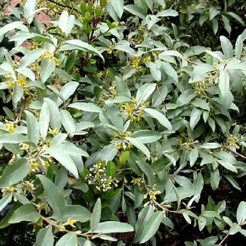 Elaeagnus commutata (E. argentea 'Pursh') F.E.