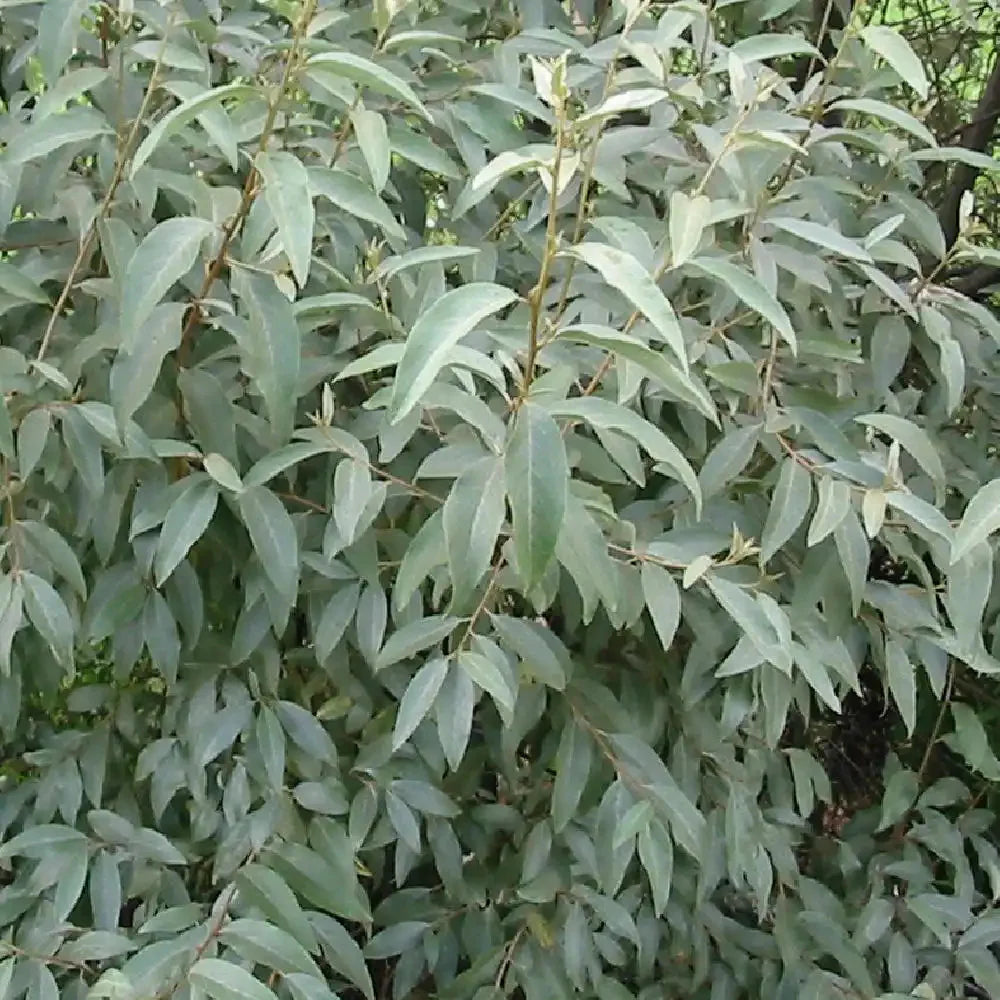 Elaeagnus 'Quicksilver'