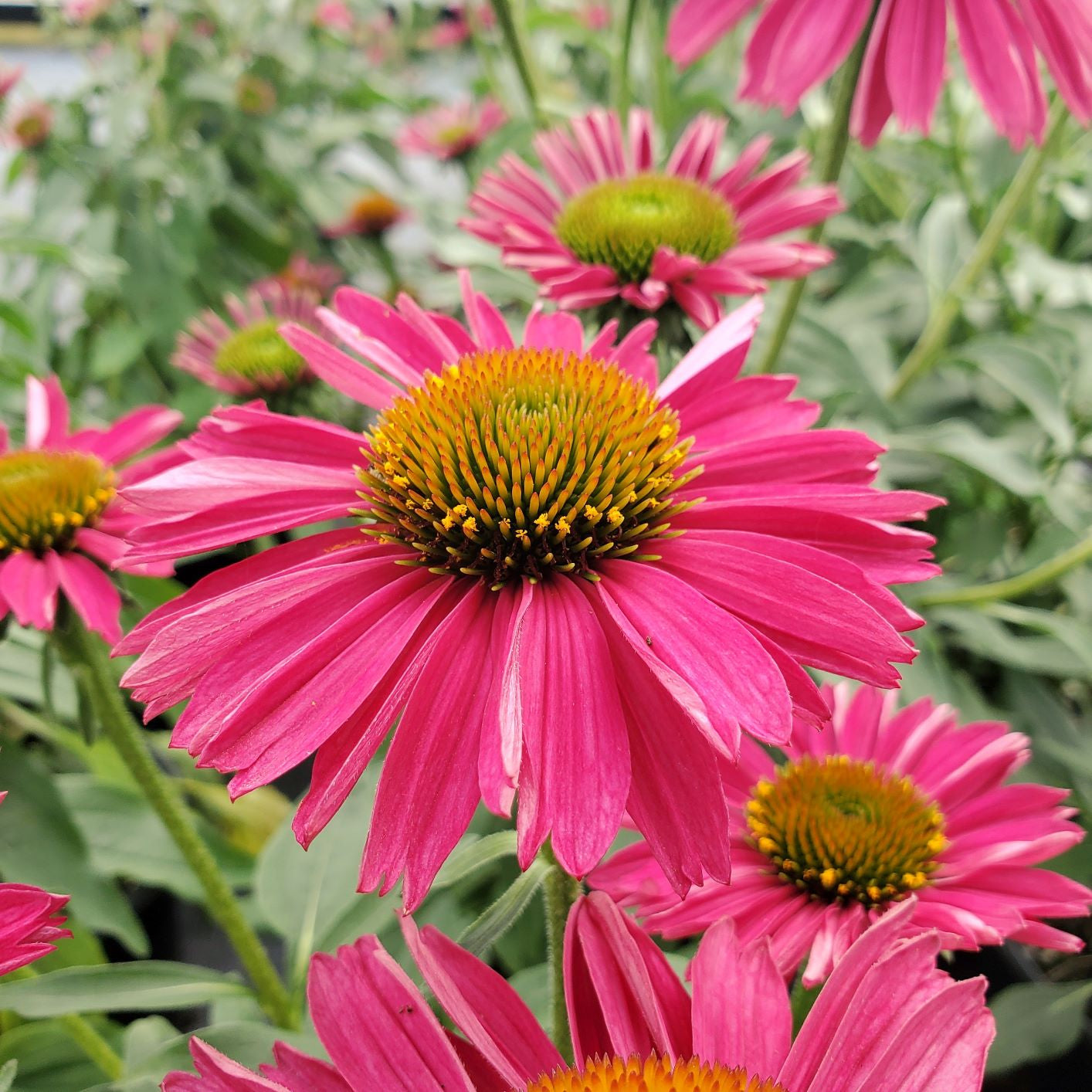 Echinacea 'Raspberry' (Kismet)