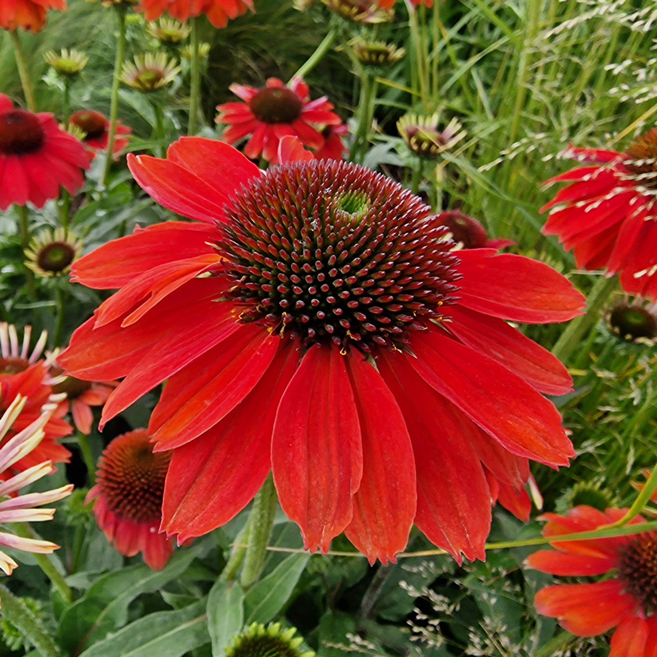 Echinacea 'Tomato Soup'