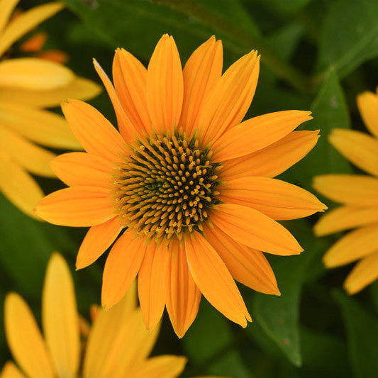 Echinacea Artisan 'Yellow Ombre'