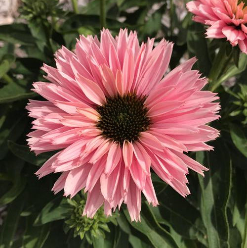 Echinacea Sunseekers® 'Salmon'
