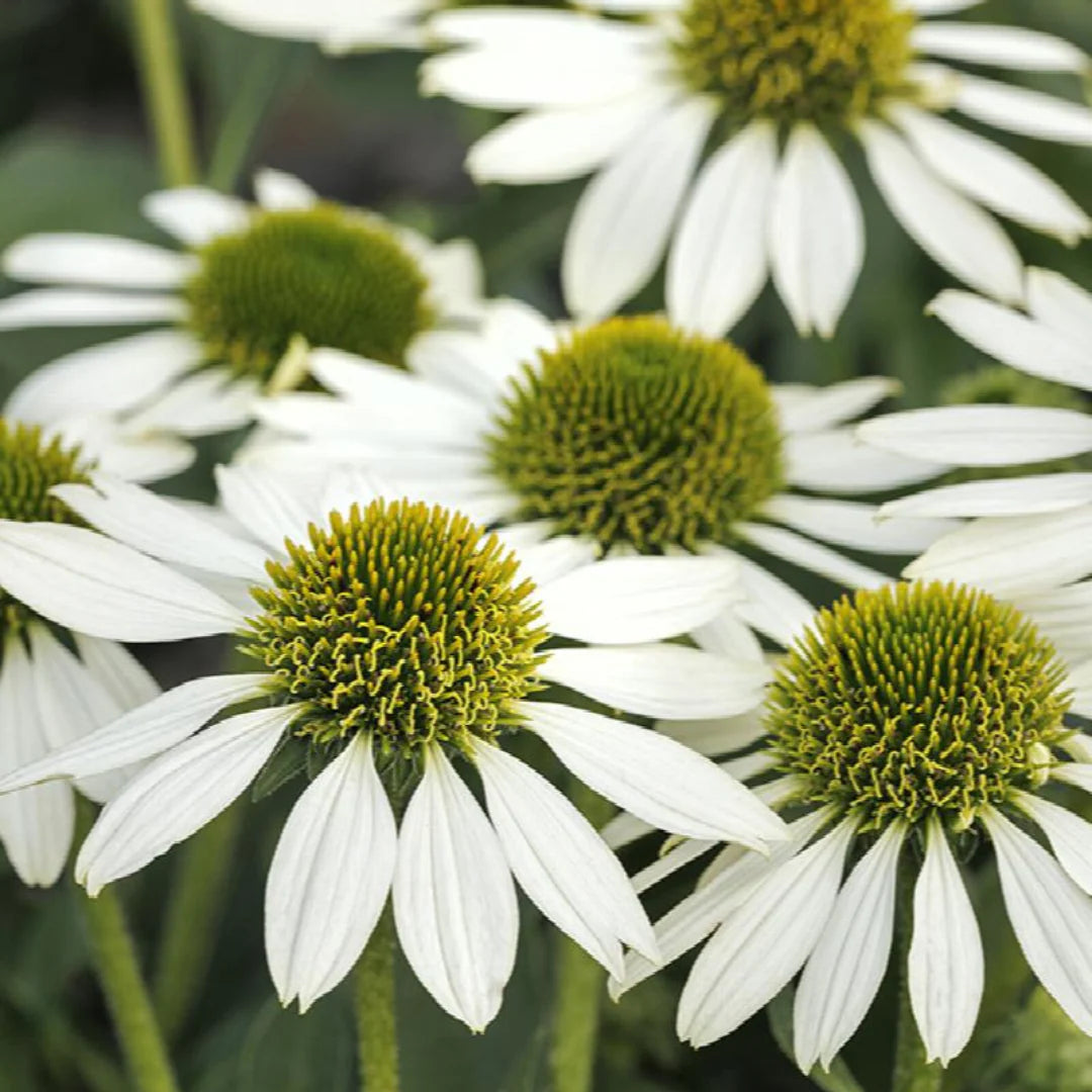 Echinacea purpurea 'Kismet White'