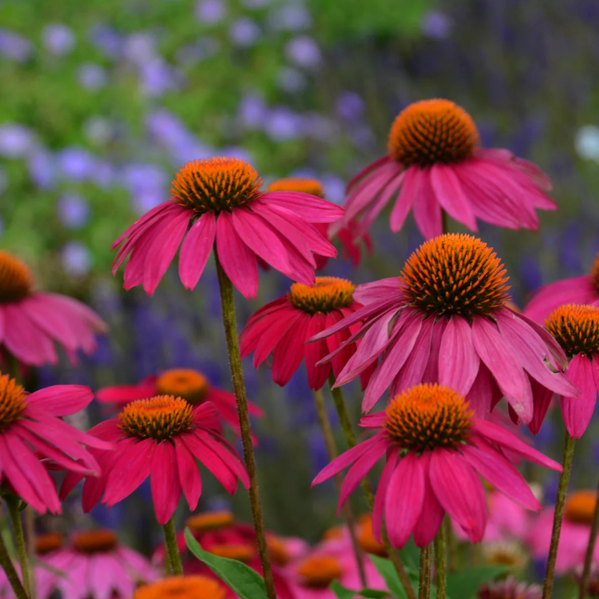 Echinacea purpurea 'PowWow Wild Berry'