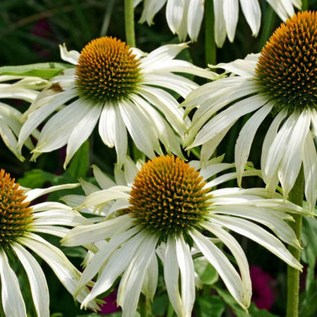 Echinacea purpurea 'White Swan'