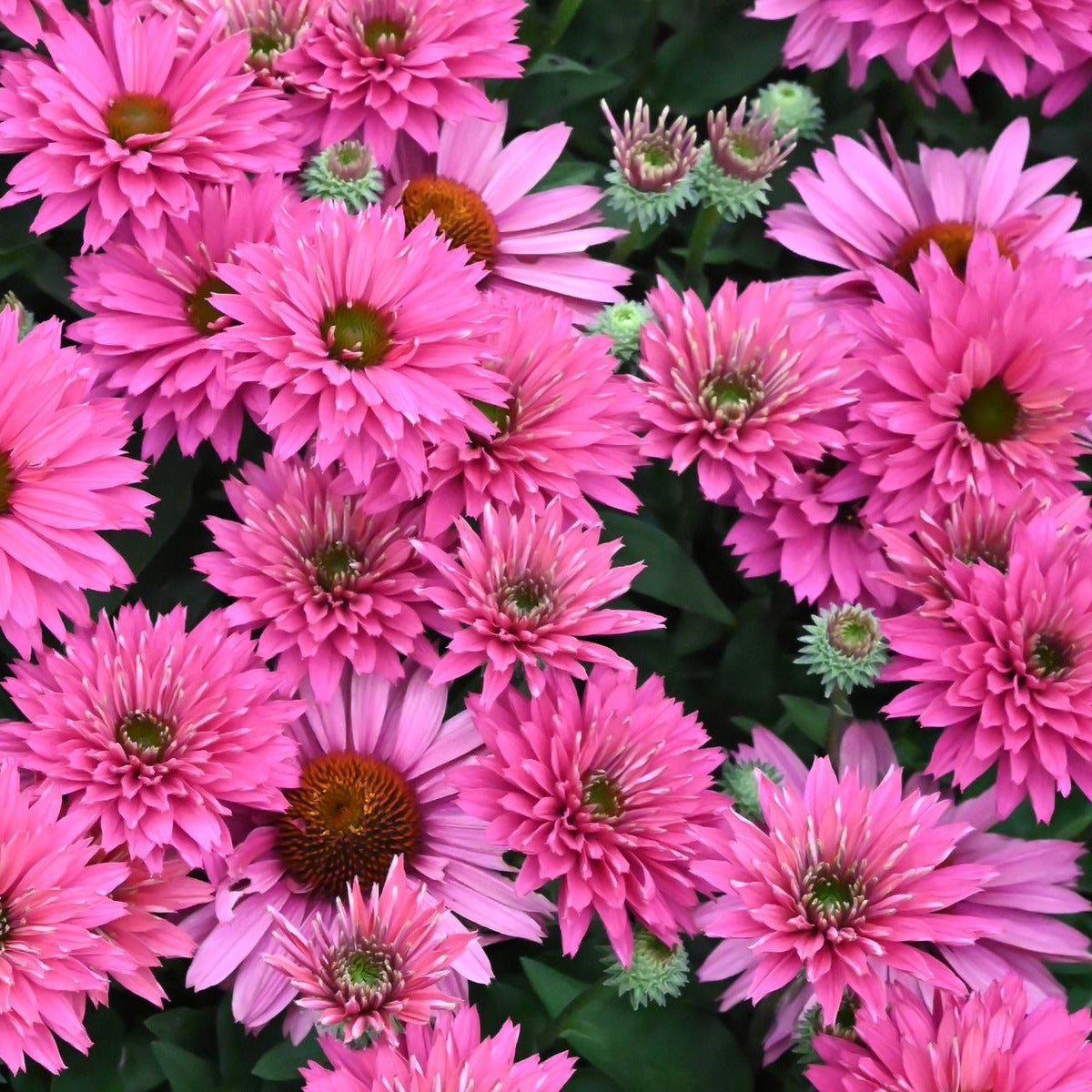 Echinacea sunseekers 'Sweet Fuchsia'