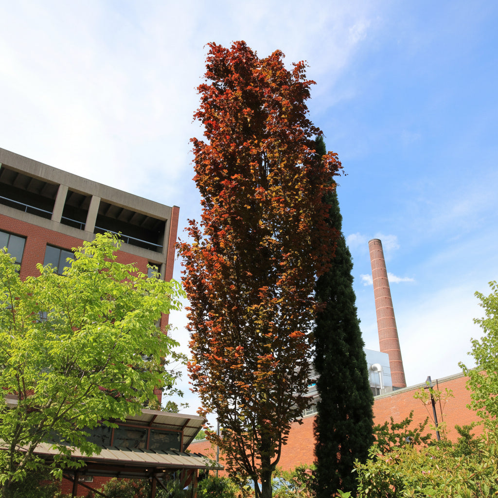 Fagus sylvatica 'Dawyck Purple'
