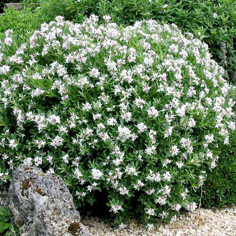 Daphne transatlantica 'Eternal Flagrance'