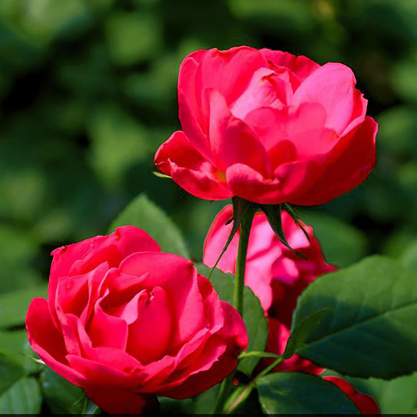 Rosier 'Oso Easy Double Red'