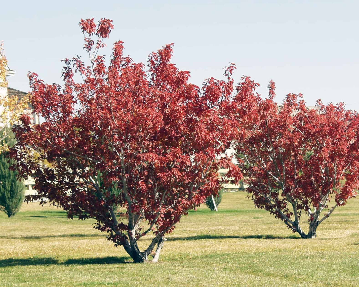 Acer ginnala 'Flame'