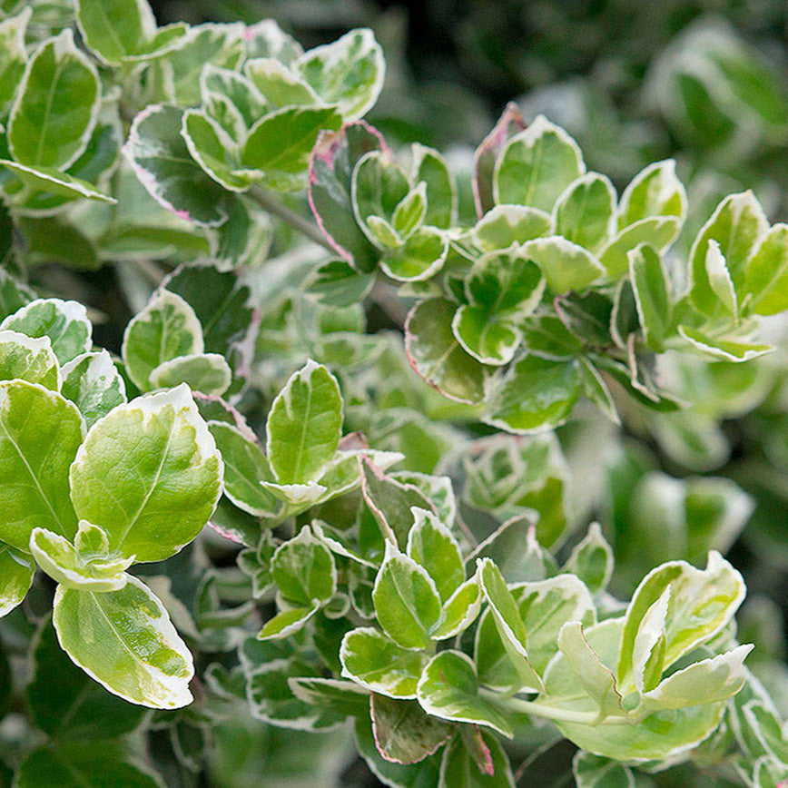 Euonymus fortunei 'Emerald Gaiety'