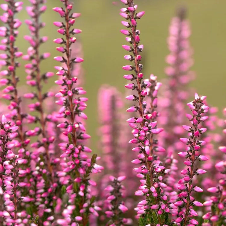 Calluna vulgaris 'Katja'