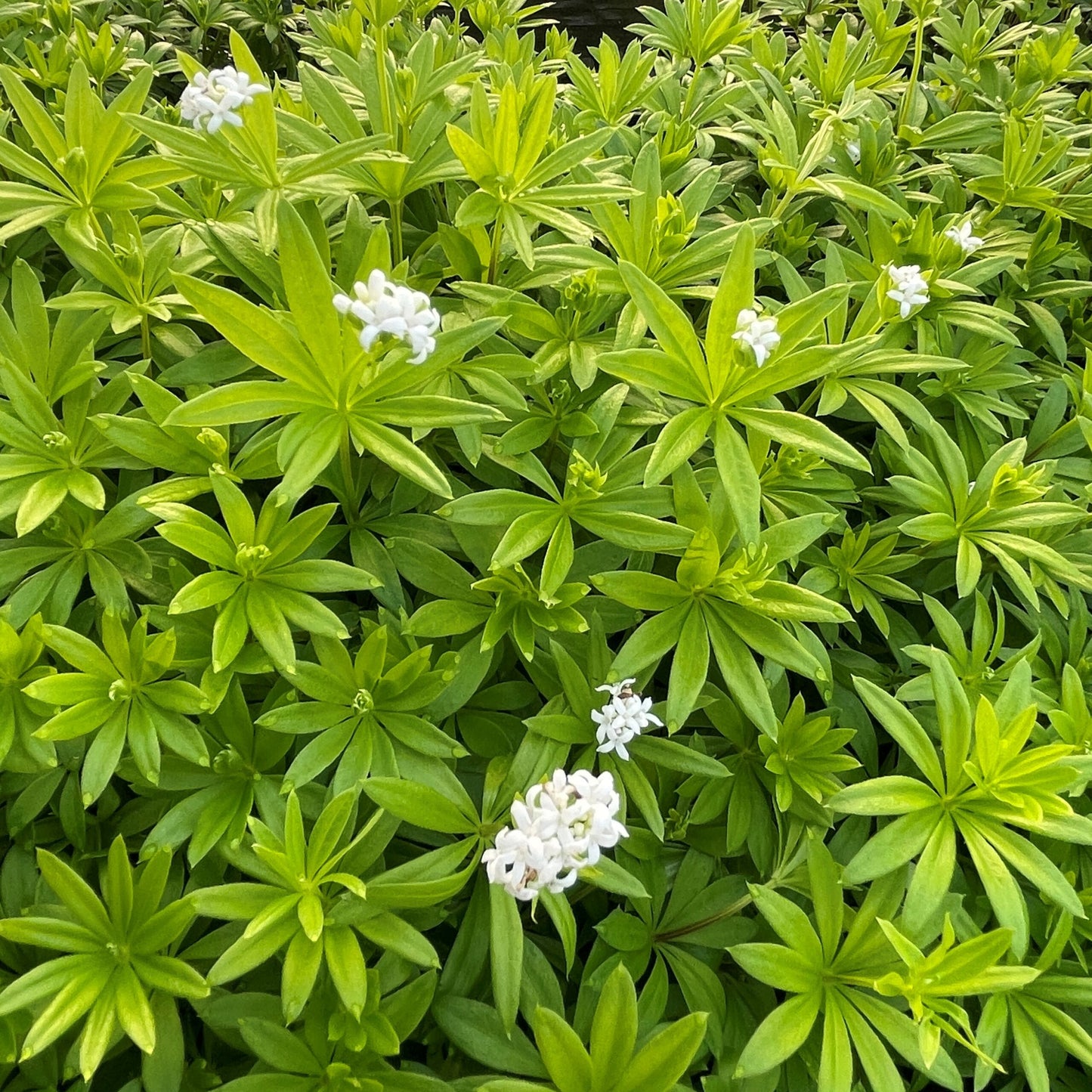 Gallium odoratum