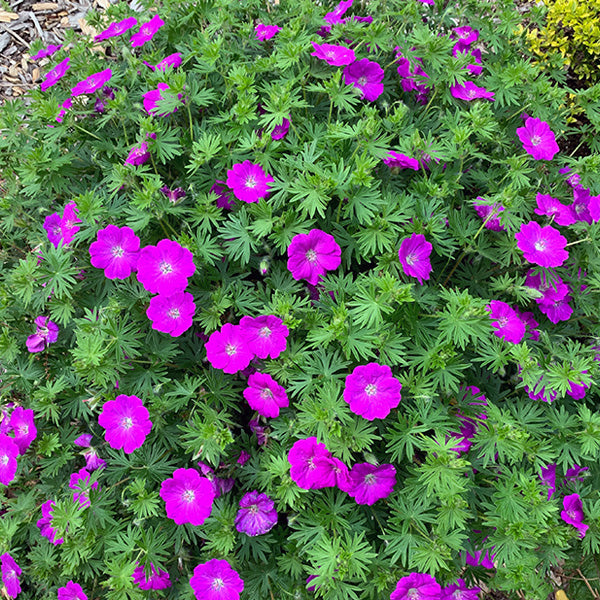 Geranium sanguineum