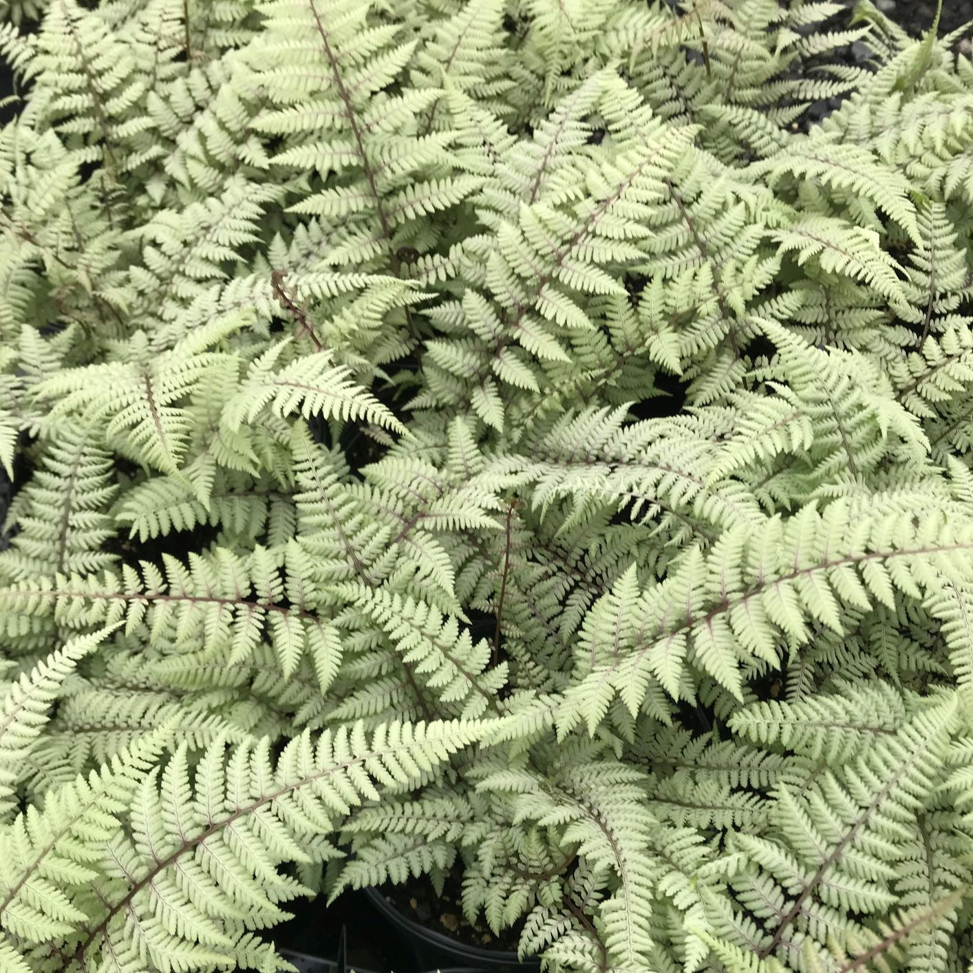 Athyrium 'Ghost'